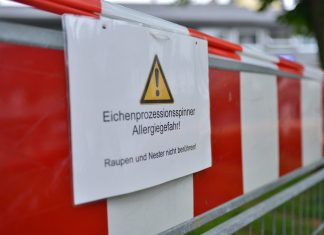 Die Haare des Eichenprozessionsspinners können allergische Anfälle auslösen. Archivfoto: Mathias Kehren