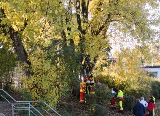 Der Kletterbaum befand sich auf einer kleinen Anhöhe, neben dem Schulgelände.