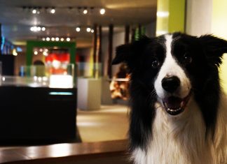 Auch im Museumscafé werden Hund und Halter am "Doggy Day" zusammen empfangen. Foto: Neanderthal-Museum