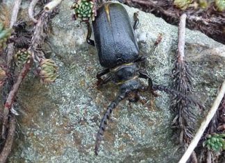 Insekten und Käfer gibts es in Deutschland spürbar weniger als noch vor einigen Jahren. Foto: Kreisgruppe Mettmann BUND