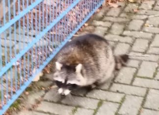 Wollte nicht aus dem warmen Motorraum: der Waschbär. Foto: Feuerwehr Velbert
