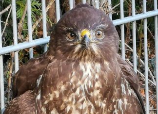 Diesen Bussard rettete die Ratinger Feuerwehr. Foto: Feuerwehr