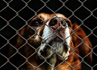Wenn Haustiere in der Weihnachtszeit verschenkt werden sollte, erfordert das eine besondere Verantwortung. Das Veterinäramt gibt wichtige Hinweise. Foto: Symbolbild, pixabay
