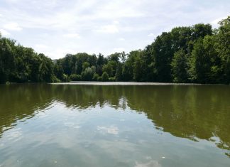 Auf dem Goldberger Teich dreht der einsame Schwan bis zuletzt seine Runden. Foto: Sabine Drasnin