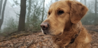 Hundebesitzter sollten ihre Tier gegen Staupe impfen lassen, rät das Veterinäramt des Kreises Mettmann. Foto: Mathias Kehren