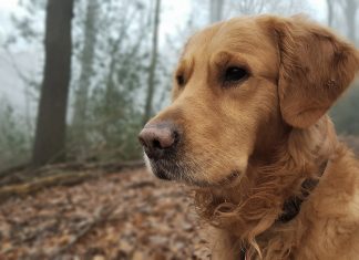 Hundebesitzter sollten ihre Tier gegen Staupe impfen lassen, rät das Veterinäramt des Kreises Mettmann. Foto: Mathias Kehren