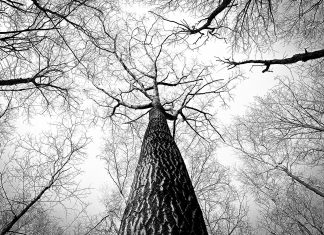"Mein Freund, der Baum": So lautet das Motto des zweiten offenen Singens. Foto: Symbolisch (pixabay)