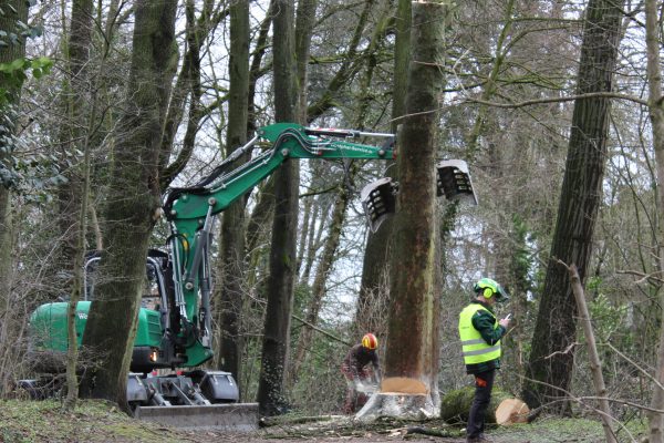 Im Wülfrather Stadtpark werden Bäume gefällt.