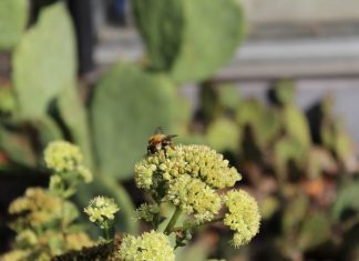 Um den Schutz von Insekten geht es auf der Diskussionsveranstaltung, die der Beirat der Unteren Naturschutzbehörde anbietet. Foto: André Volkmann