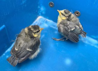Die beiden Piepmätze wurden vom Bürgersteig geborgen. Foto: Feuerwehr Velbert