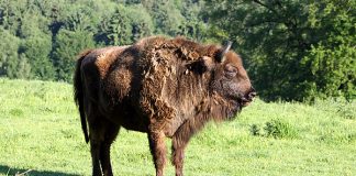 Der Naturschutzverein Neandertal lädt zu einer Wanderung um das Wildgehege ein. Symbolbild: Super Tipp (Archiv)