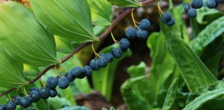 Beeren sind zu sehen. Foto: Volkmann