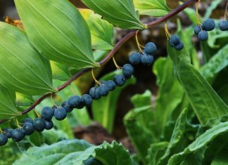 Beeren sind zu sehen. Foto: Volkmann