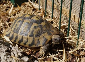 Diese Landschildkröte hat das Ordnungsamt aufgefunden und dem Naturschutzverein übergeben. Foto: Naturschutzverein