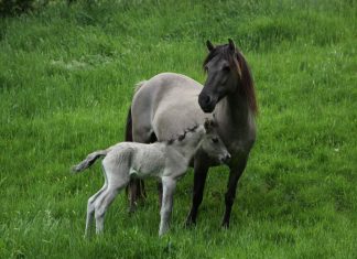 Nachwuchs im Wildgehege: Einen Namen hat das Fohlen bislang noch nicht. Foto: Kreis ME