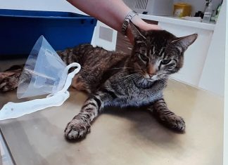Wer vermisst diese Katze oder kann Angaben zu möglichen Besitzern machen? Foto: Ordnungsamt Wülfrath
