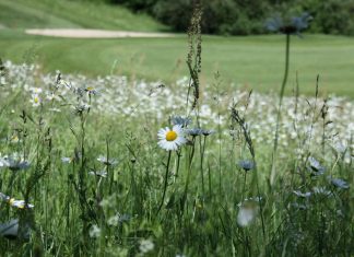 Auf den Rough-Flächen wird generell auf Dünger verzichtet. Hier wachsen wilde Blumen und Kräuter, die wenig Stickstoff benötigen. Foto: Stefan Mülders