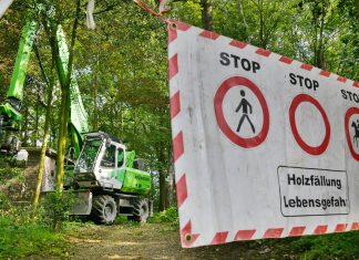 In einem Waldstück im Langenhorst sind Bäume von der Rußrindenkrankheit befallen. Die betroffenen Bäume werden gefällt, das Waldstück ist komplett gesperrt. Foto: Mathias Kehren
