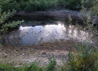 Einer der austrocknenden Teiche im Comberg-Park. Foto: Bürgerverein Metzkausen