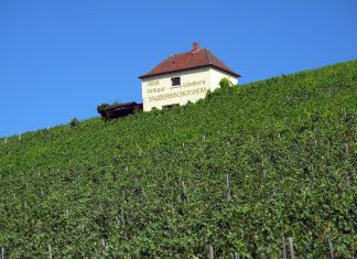Der zweite Teil der Reise auf der "Romantischen Straße" führt am Weingut Tauberbischofsheim vorbei. Foto: Georg Lindner