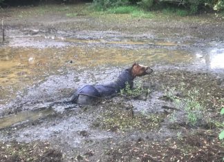 Zunächst unerreichbar steckte das Pferd in einem sumpfigen Tümpel fest. Foto: Feuerwehr