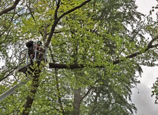 Im Offerbusch wird per Hubsteiger Todholz aus den Bäumen entfernt, die direkt an den Waldwegen gelegen sind. Foto: Mathias Kehren