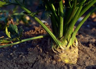 Auch in Mettmann wird das Modell der sozialen Landwirtschaft angewandt. Foto: Symbolbild (pixabay)