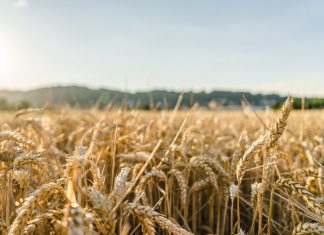 Trotz geringer Niederschläge und hoher Temperaturen: Die Ernteerträge sind vielerorts höher ausgefallen als erwartet. Foto: Symbolbild (pixabay)