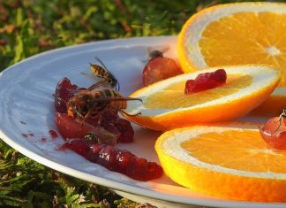 Wespen werden oft als nervig wahrgenommen - dabei können sich äußerst nützlich sein. Foto: Symbolbild (pixabay)