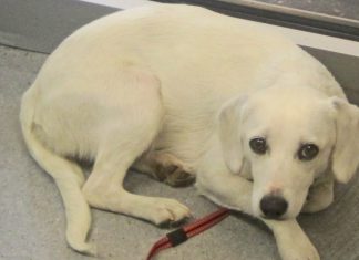 Diese weiße Hündin sucht nach ihren Besitzern. Foto: Polizei