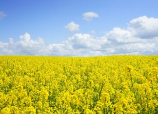 Ein Rapsfeld ist zu sehen. Foto: pixabay