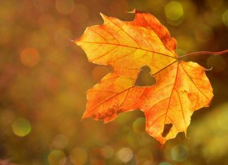 In den Herbstferien gibt es verschiedene Freizeitangebote auf Kinder und Jugendliche. Foto: Symbolbild (pixabay)