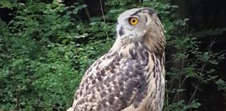 Der Uhu schaut sich schon nach Besucherinnen und Besuchern um. Foto: J. Wieschmann