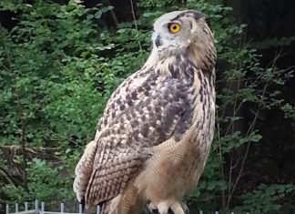 Der Uhu schaut sich schon nach Besucherinnen und Besuchern um. Foto: J. Wieschmann