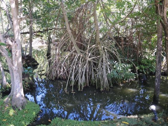 Etliche Hotels wie z. B. hier das Tropical Princess Beach integrieren auf kleinen Flächen die ursprüngliche Mangrovenlandschaft in ihre Hotels. Schildkröten und Vögel sind hier dann häufig zu sehen.