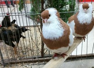 Die Rassegeflügelzüchter zeigen ihre Vögel. Foto: privat