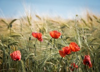 Die Kreisbauernschaft fragt: Passt das Erntedankfest noch in unsere Zeit? Foto: Symbolbild (pixabay)