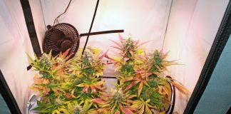 In seiner Wohnung hat ein 32-jähriger Langenfelder eine Cannabisplantage betrieben. Foto: Polizei
