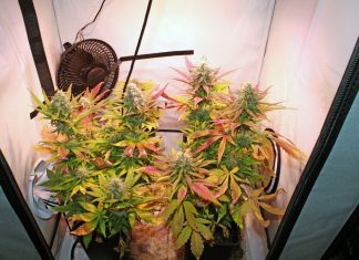 In seiner Wohnung hat ein 32-jähriger Langenfelder eine Cannabisplantage betrieben. Foto: Polizei