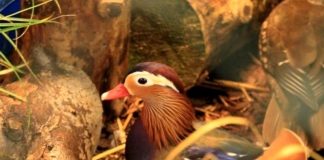 Der Kreisverband der Rassegeflügelzüchter bietet im Rahmen der Kreis- und Kreisjugendschau Informationen zu Zucht und Tieren. Foto: Kreisverband