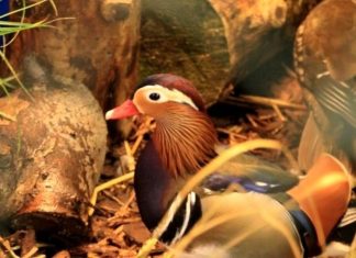 Der Kreisverband der Rassegeflügelzüchter bietet im Rahmen der Kreis- und Kreisjugendschau Informationen zu Zucht und Tieren. Foto: Kreisverband
