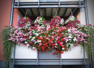Mit seinem Balkon voller Geranien belegte Hans-Werner Prylutzki den ersten Platz. Foto: Wobau