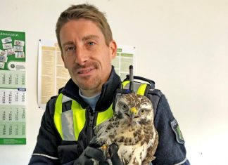 Polizeikommissar Christian Kaiser fing den Raubvogel mit einem Karton und einer Decke ein und brachte es gemeinsam mit einer Kollegin zur Wache. Foto: Polizei