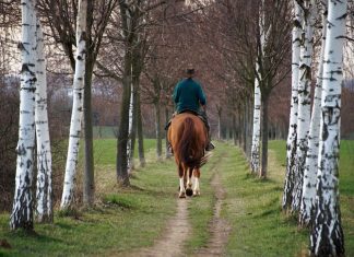 Nur mit einer Reitplakette ist das Reiten in der freien Landschaft und im Wald gestattet. Foto: Symbolbild (pixabay)