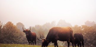 Rund um das Wildgehege führen Wanderwege. Foto: Tourismus NRW e.V.