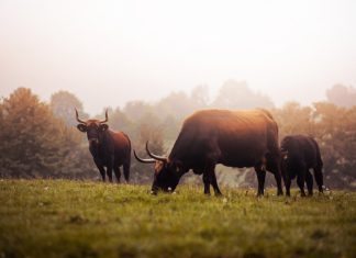 Rund um das Wildgehege führen Wanderwege. Foto: Tourismus NRW e.V.