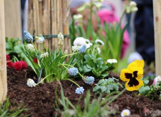 Bunte Blumen wurde frisch gepflanzt. Foto: André Volkmann