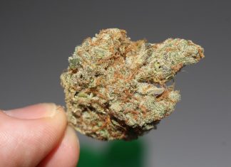 Cannabis om Fokus: Um Konsum und rechtliche Rahmenbedingungen geht es auf einem Info-Abend der Diakonie. Foto: Symbolbild (pixabay)
