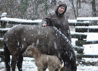 Stute Merle mit Fohlen Merida und Tierpflegerin Lotte Becker. Foto: Kreis ME