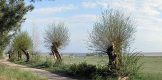 Nabu Heiligenhaus verschenkt Weidenruten In Heiligenhaus steht der jährliche Kopfweidenschnitt an. Symbolfoto: Pixabay